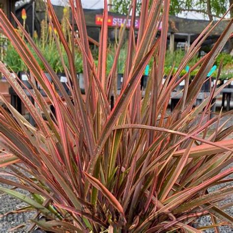 Phormium Tenax Maori Sunrise Urban Tree Farm Nursery