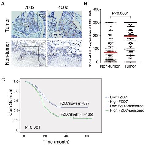 Upregulation Of Fzd In Escc Clinical Samples And Its Prognostic