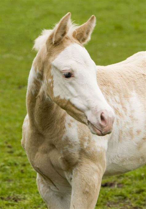 Pin By Patricia Christensen 2 On Wild At Heart Baby Horses