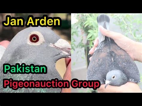 Jan Arden Imported Racing Pigeons Kalapati Racer Pigeon Youtube