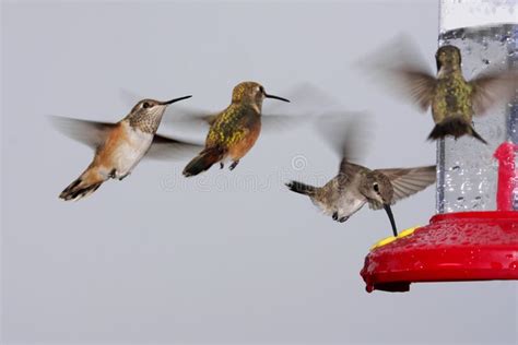 Swarm Of Hummingbirds At A Feeder Stock Photo Image Of Nature Fauna