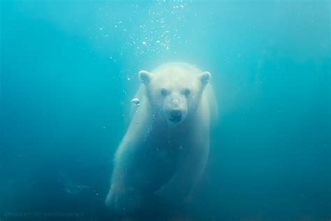 Sergei Gladyshev A White Submarine Polar Bear White Polar Bear