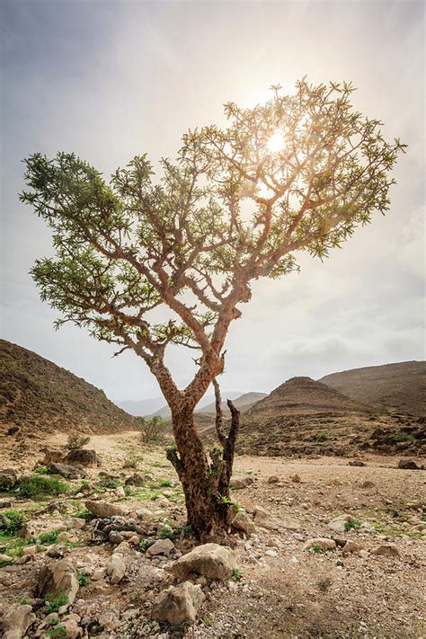 Frankincense tree Photograph by Alexey Stiop