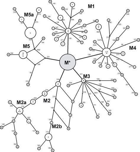 Reconstruction of 5 major haplogroup M subclusters in India. Node areas... | Download Scientific ...