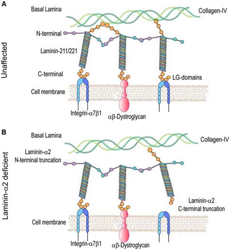 Frontiers Laminin And Integrin In LAMA2 Related Congenital Muscular