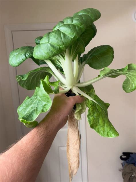 Hydroponic Bok Choy A Quick And Easy Grow Guide