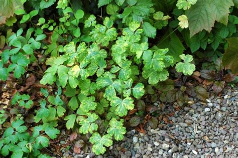 Aquilegia Vulgaris Woodside Variegated Grannys Bonnet Garden