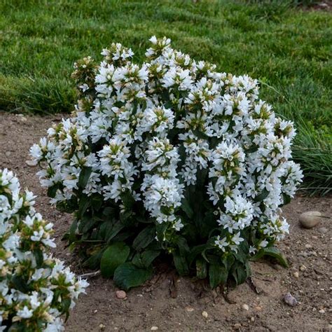 Campanula Glomerata Angel Bells Ppaf Walters Gardens Inc