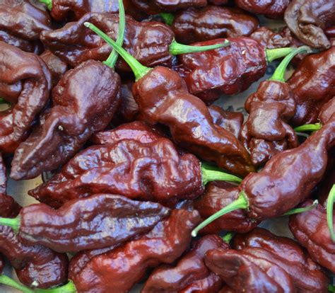 Naga Viper Chocolate Pepper Seeds