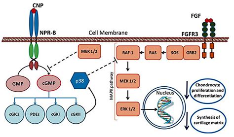 CNP And FGF Signaling Pathways Converge At The MAPK Pathway CNP Binds