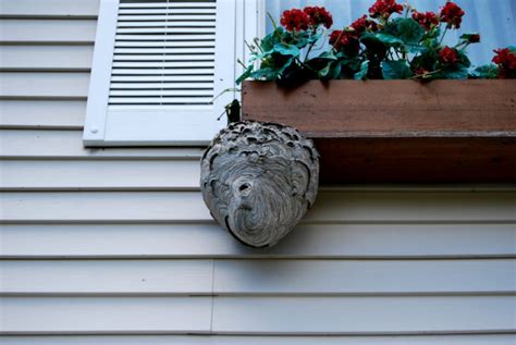 How to identify hornet's nest around you’re home - Wasp Removal Toronto