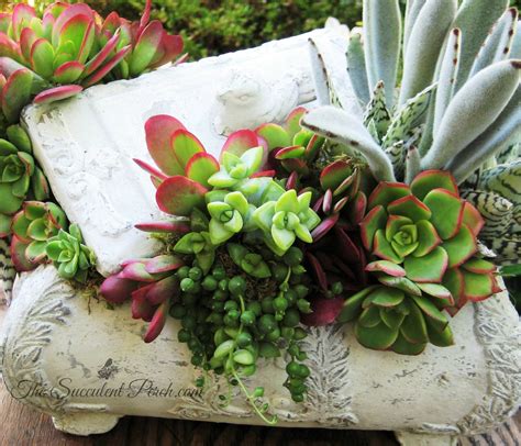 Nice Succulent Arrangement From The Succulent Perch Succulents Planting Succulents