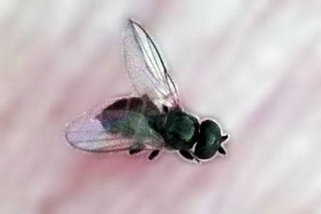 15 Types of Gnats We All Wish Would Buzz Off [Identification Guide] - WR