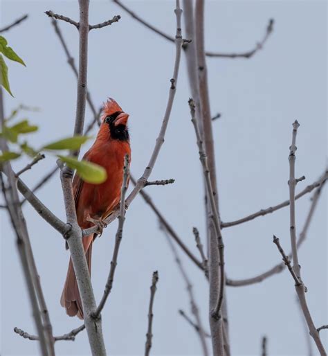 Cute Robin : r/birding