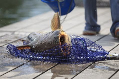 Fisherman Caught A Giant Catfish Stock Photo Image Of People Guide