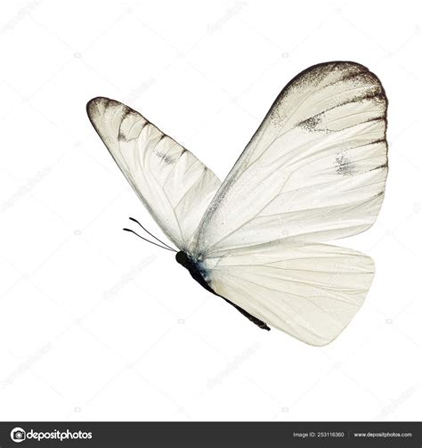 Beautiful white butterfly — Stock Photo © thawats #253116360