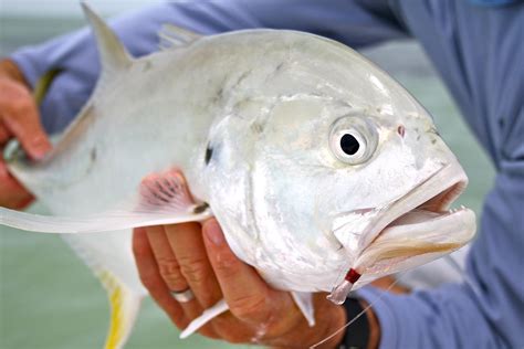 Fish Eye Distinguishing A Crevalle Jack From A Pompano