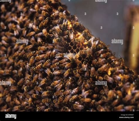 Queen Drone Worker Bee Hi Res Stock Photography And Images Alamy