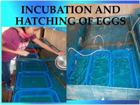 Hatchery Technology Of African Catfish