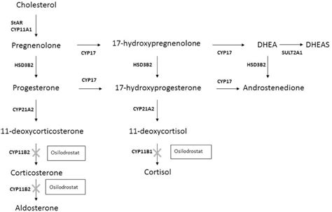 Outline Of Adrenal Steroidogenesis Showing The Sites Of Action Of