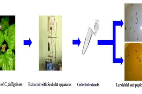 Larvicidal And Pupicidal Activity Of Clerodendrum Philippinum Schauer