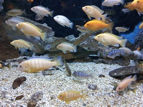 Lake Malawi Cichlids Myfishtank