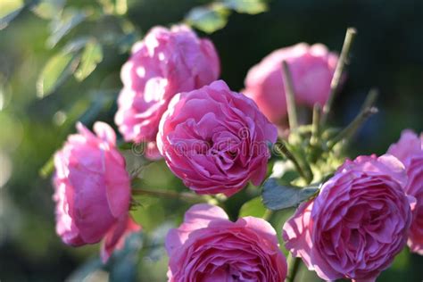 Pink Flowers Of A Double Rose Rosa Stock Photo Image Of Plant