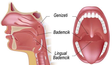 Adenoid Adenoidectomy Evren Ayko Kulak Burun Bo Az Uzman