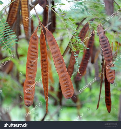 Acacia Pods Stock Photo 147016109 Shutterstock