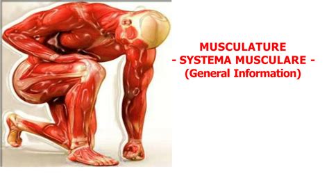 SOLUTION ATAUNI Anatomy General Information About Muscles Studypool