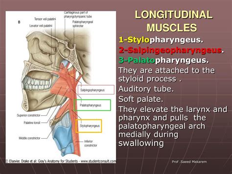 Stylopharyngeus Palatopharyngeus Salpingopharyngeus