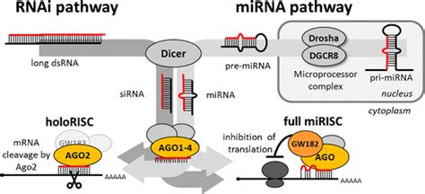 An Overview Of Rnai And Mirna Pathways And Their Essential Components