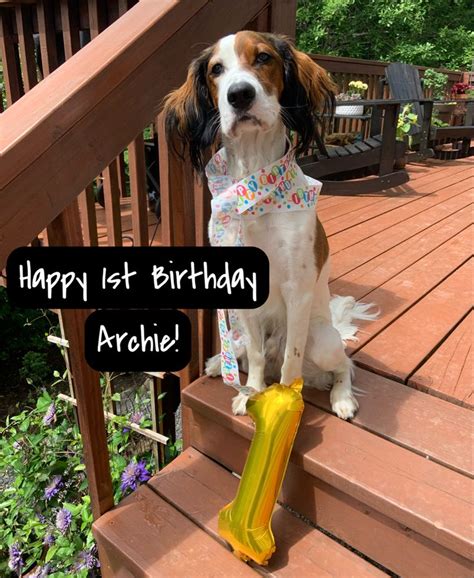 Archie Turns 1