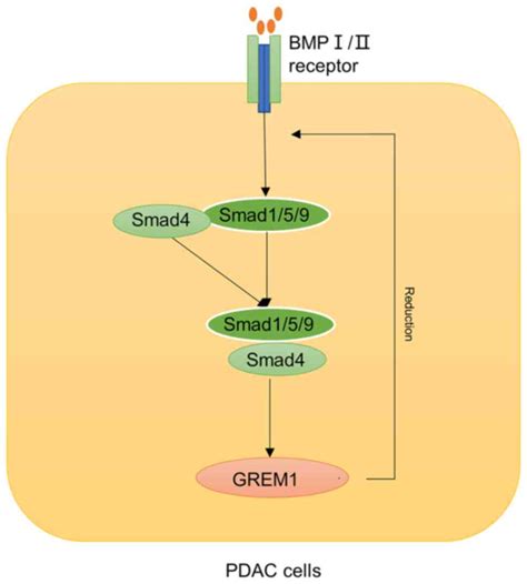 Current Status And Prospects Of Grem1 Research In Cancer Review