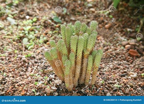 Desert Plants / Plants that Grow in Arid Conditions Stock Photo - Image ...