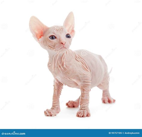 Donskoy Sphynx Albino Hairless Cat Isolated Stock Image - Image of donskoy, kitty: 99757185