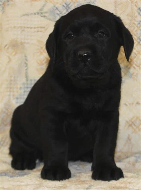 Meet Sterling Endless Mountain Labradors