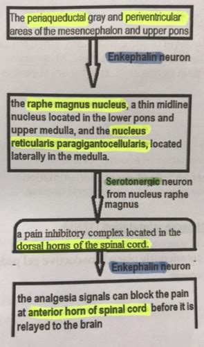 Physio Sensory System Pt Misc Flashcards Quizlet