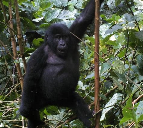 Days Gorillas And Lake Bunyonyi