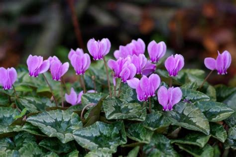 Cyklamen neapolitański Cyklamen bluszczolistny Cyclamen hederifolium