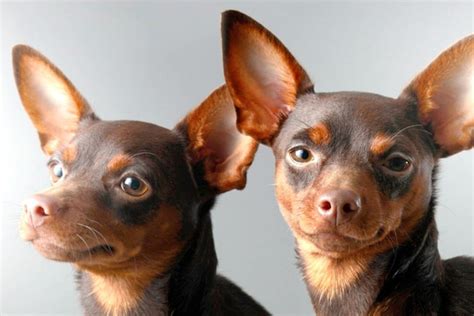 Pinscher Personalidade Fotos Características Preço E Mais Adoro Pets