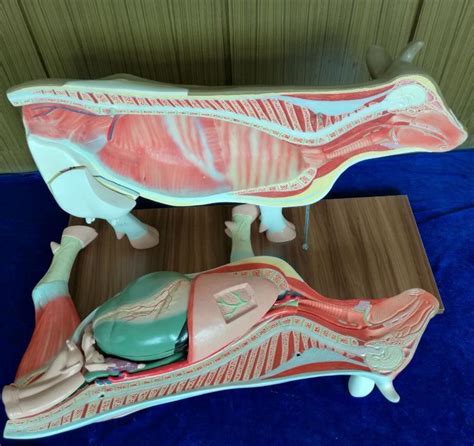 Science Animal Cattle Anatomical Model Cow Antomy Models Of Animals