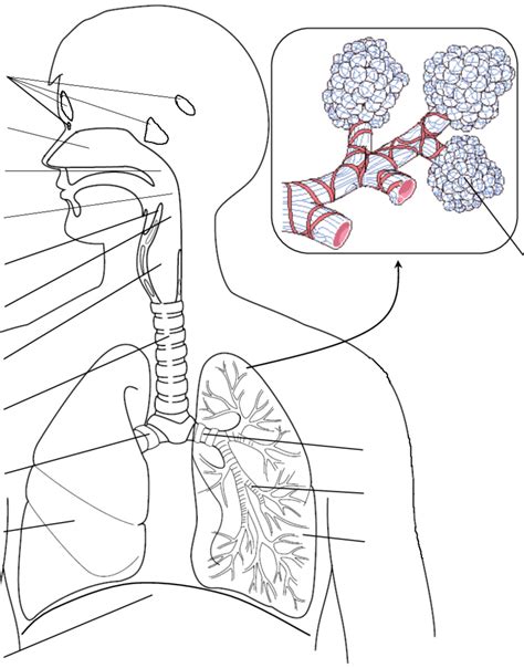 Respiratory System Diagram Without Labels Hot Sex Picture