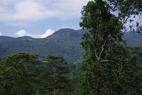 Forests in Sri Lanka | Travel Destination Sri Lanka