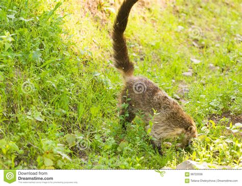 South American Coati, Nasua Nasua, in the Nature Habitat. Animal from Tropic Forest. Wildlife ...