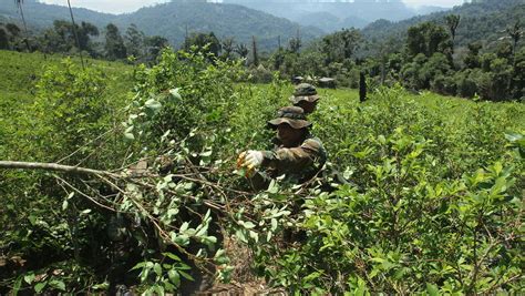 Post Perú redujo cultivos de coca en 6 1 durante el 2015 según la UNODC