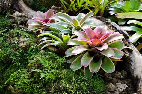 Emergent Layer Plants