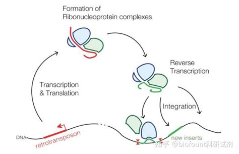 Dna转座子和逆转录转座子的区别 知乎