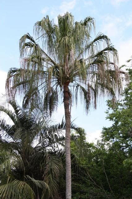 For 253fr315 Livistona Decipiens Ribbon Fan Palm