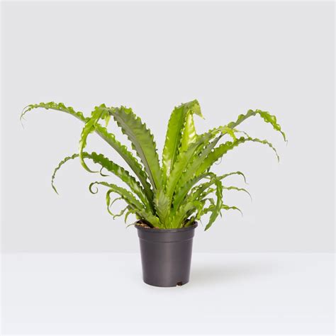 Asplenium Osaka Japanese Birds Nest Fern Indoor Plant Delivered